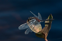 David Plant Photography - Wildlife Photography - White-faced darter - O